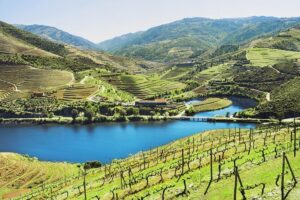 Authentic Small Group Douro Wine Tour with Lunch & River Cruise - The N222 Road: Your Scenic Starter Course to the Douro