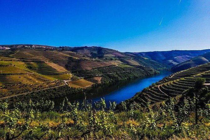 Best of Douro Valley Wine Full Day Private Tour - Peso da Régua Winery Stop: Top Port Plus Dry Wine