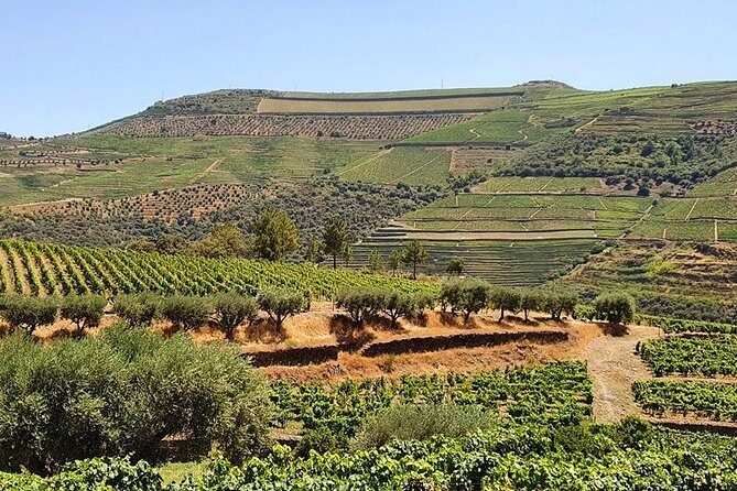 Complete Douro Valley Wine Tour with Lunch, Wine Tastings and River Cruise - Should you book this Douro Valley wine day trip?