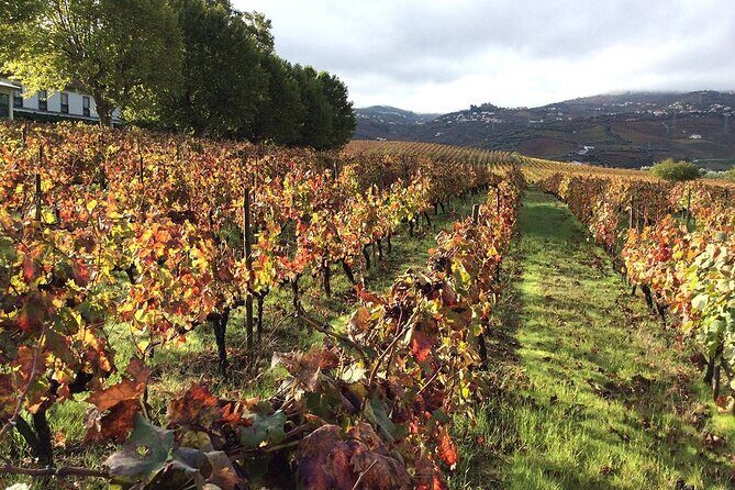Douro: luxury walking tour with lunch at Quinta da Pacheca - A luxury Douro day that starts with a hillside walk at Quinta da Pacheca