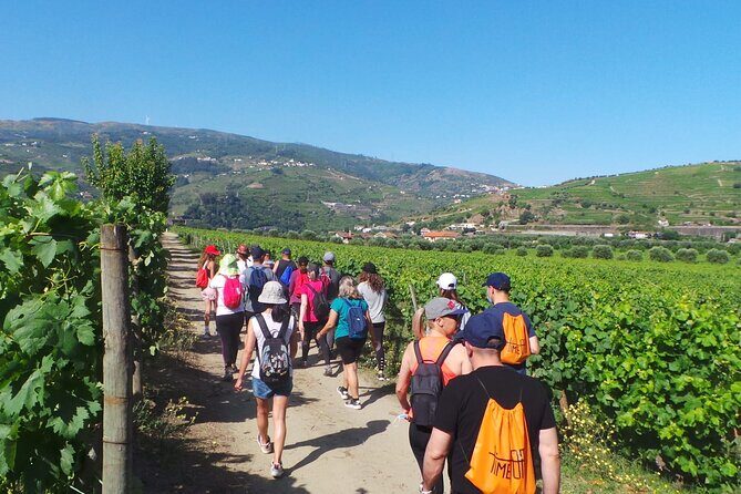 Douro: luxury walking tour with lunch at Quinta da Pacheca - Old wine cellars and the history behind Douro wine