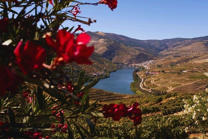 Douro Three Winery Small Group Tour with Lunch and Tastings - Small Group Size, Pickup, and a Long Day Rhythm