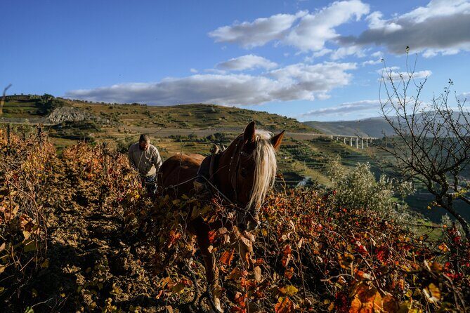 DOURO VALLEY: Lunch in a winery, tastings & 1-h private boat tour - What you’ll eat and drink: the menu style (and the Port-soaked dessert)