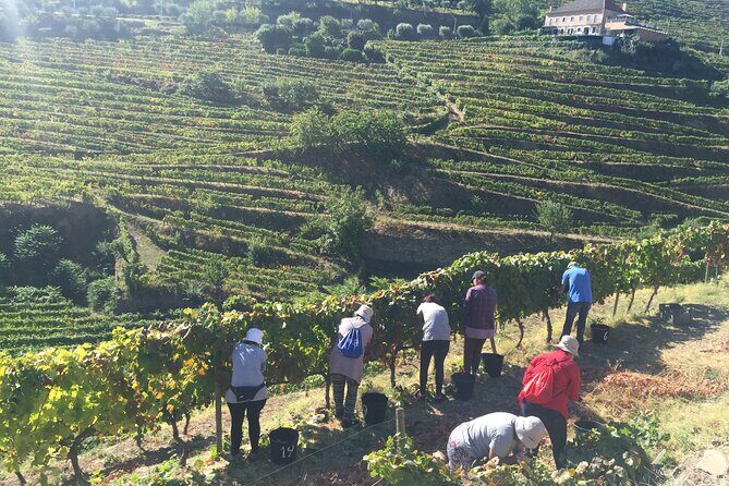 Douro valley Majestic - Ervedosa do Douro: food and DOC wine off the main route