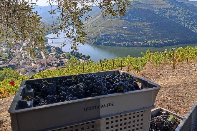 Douro Valley Pinhao Quinta da Foz Tour and Tasting 5 Wines - Stop 1: barefoot winemaking tradition and the vinification details