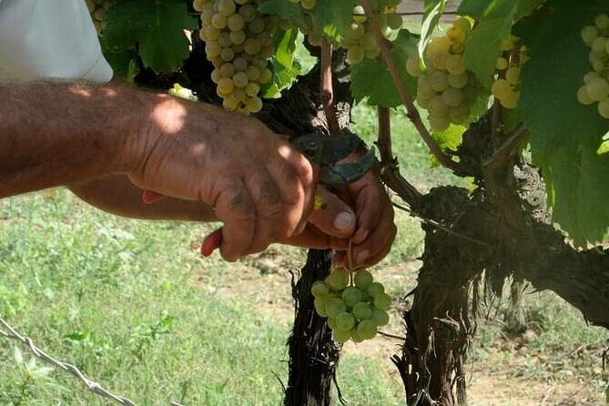 Douro Valley Premium with wine tasting lunch and boat - Sabrosa Lunch and Port Wine Time: What You Actually Eat and Taste