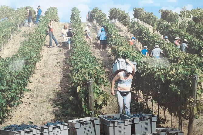Douro Valley Premium with wine tasting lunch and boat - Price and Value: What $312.55 Buys You