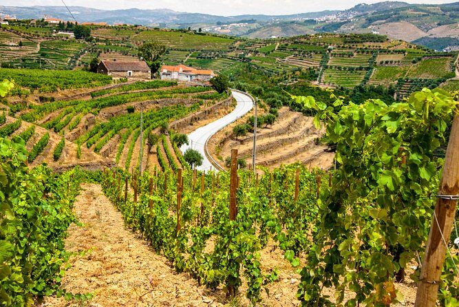 Douro Valley Private Day Trip including Boat Ride & Wine Tasting - What to Expect from the Wine Tasting (and How to Get More Out of It)