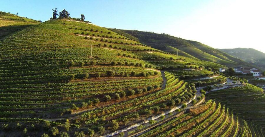Douro Valley: Quinta de S. Luiz Winery Tour and Tasting - Rumilã vineyard walk: the best part for learning where the wine begins
