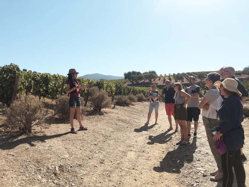 Douro Valley: Real Small-Group, Wine Tasting, Lunch & Boat - Who should book this Douro Valley wine + boat tour