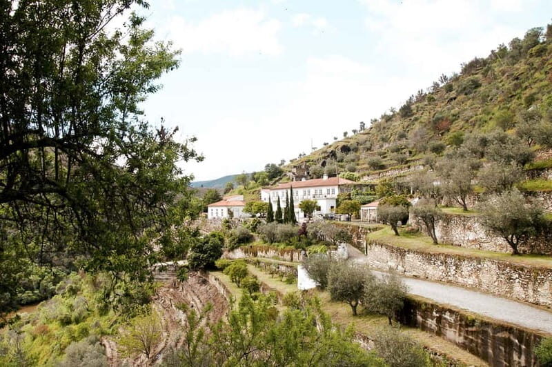 Douro Valley: Real Small-Group, Wine Tasting, Lunch & Boat - Winery stop 2: table wine, premium differences, and olive oil plus honey