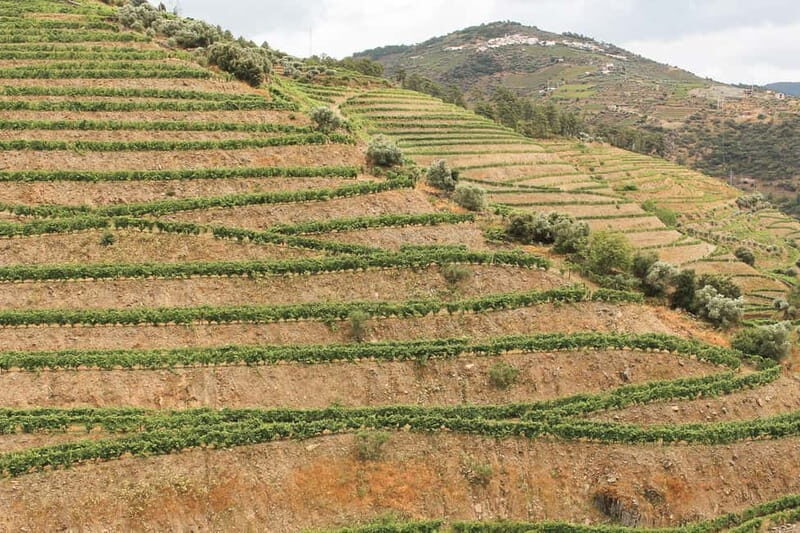 Douro Valley: Real Small-Group, Wine Tasting, Lunch & Boat - Guide quality is the real differentiator here
