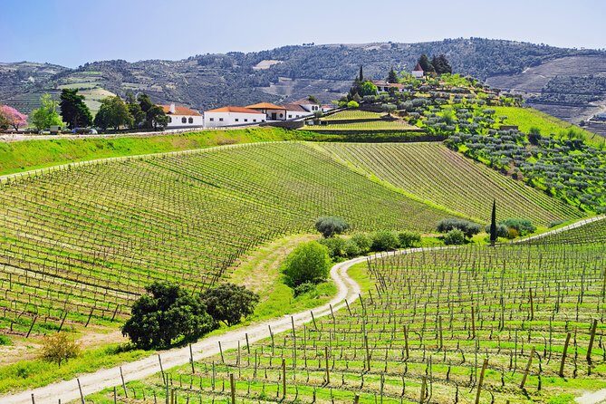Douro Valley - Relaxed Departure from Porto - A Douro Day Built for People Who Hate Planning