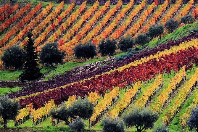 Douro Valley - Relaxed Departure from Porto - Quinta de São Luís: The Tasting Stop That Feels Like the Real Deal