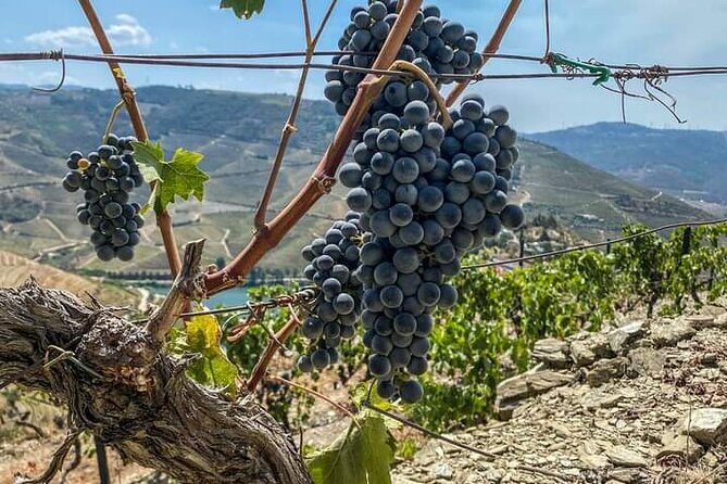 Douro Valley Small-Group Tour: 2 Wineries, Lunch, Optional Cruise - Small-group flow: two wineries plus lunch without rushing