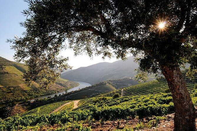 Douro Valley Small-Group Tour: 2 Wineries, Lunch, Optional Cruise - Lunch in the Douro: why the included meal matters more than you think