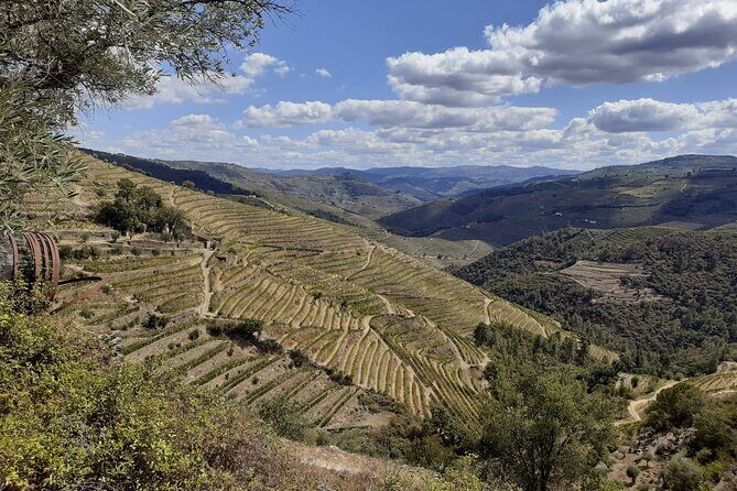 Douro Valley Small-Group Tour: 2 Wineries, Lunch, Optional Cruise - Guide-driven days: why names like Violeta and Alex keep showing up
