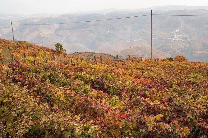 Douro Valley Small-Group Tour with Wine Tasting, Lunch and Boat - Winery Stop Near Peso da Régua: Douro DOC Tasting With a Family-Run Feel