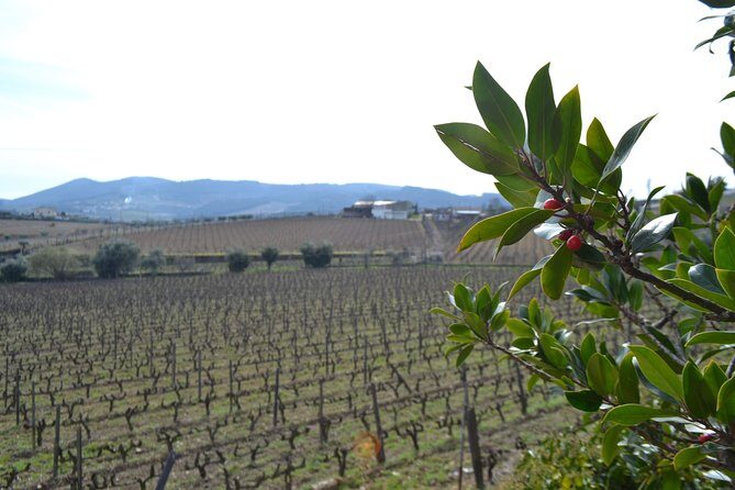 Douro Valley Tour: 2 Vineyard Visits, River Cruise, Winery Lunch - Up to Sabrosa: Mountain Views and a Windy Return to the Cellar Door