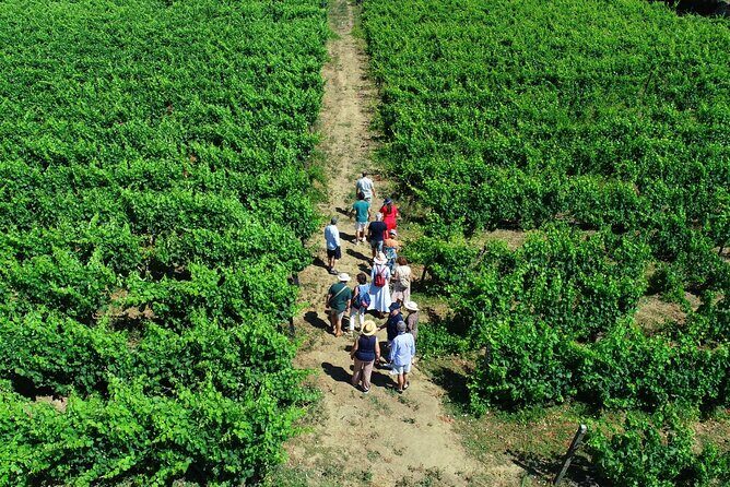Douro Valley Tour - 3 Wine tastings, Lunch & river Cruise - Why This Douro Day Feels Easier Than DIY