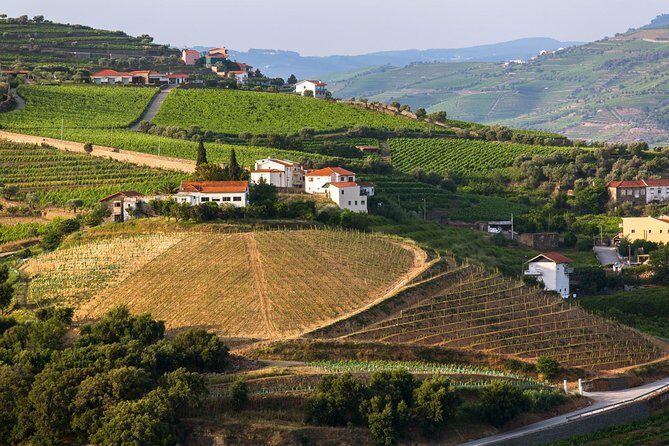 Douro Valley Tour: Wine Tasting, Cruise and Lunch from Porto - Wine tastings: how to taste smart without getting overwhelmed