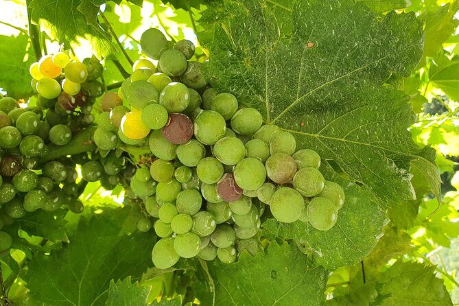 Douro Valley Tour with Train and Vinho Verde - Sabrosa and lunch: a navigator connection plus a food reset