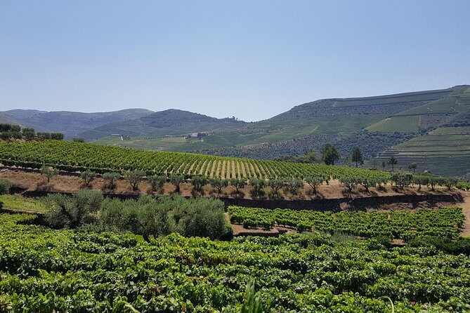 Douro Valley Wine Tour: 3 Vineyard Visits, Wine Tastings, Lunch - Guides, group size, and what to do if the day feels crowded
