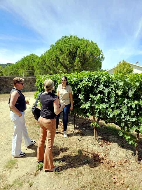 From Porto: Douro Valley 3 Vineyards Tour with Lunch - Stop 1 to Stop 3: first tastings and a proper winery introduction
