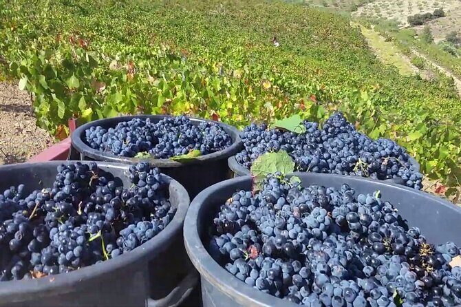 From Porto: Douro Valley Tour with 2 Wineries, Lunch and Cruise - Guides and the vibe: Luis, Emanuel, Catia, Carlos, and Ana
