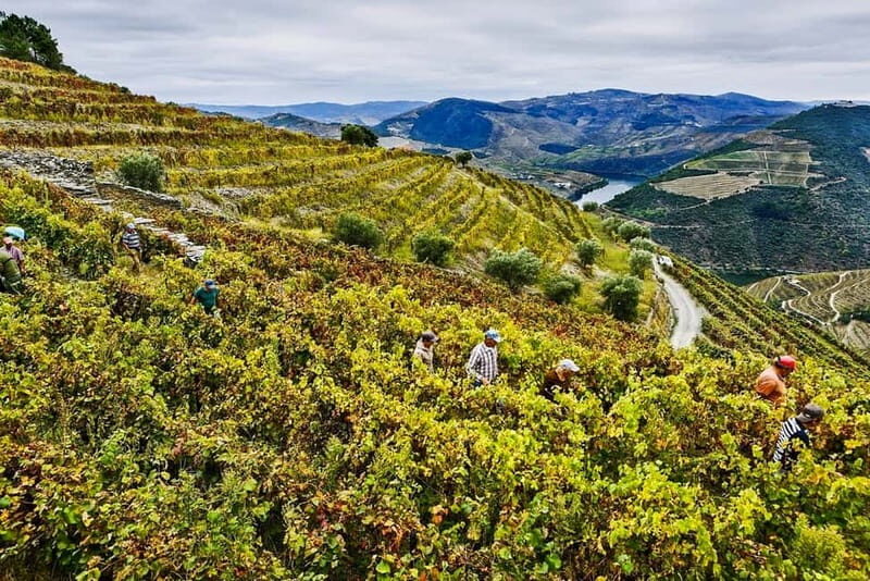 From Porto: Douro Valley with Wineries, Lunch and Boat Trip - Price and value: is $171 per person a fair deal?