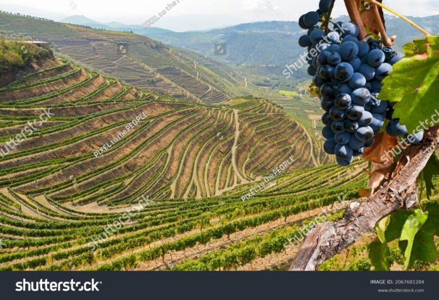 From Porto: Full-Day Douro Historical Tour - Pinhão and the Douro cruise: the calm payoff