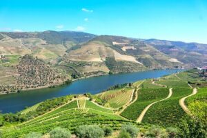Genuine Douro Valley Tour: Visit 2 Wineries, Lunch & River Cruise - Stop 1 at Quinta do Tedo: guided winemaking, then a tasting that teaches your palate
