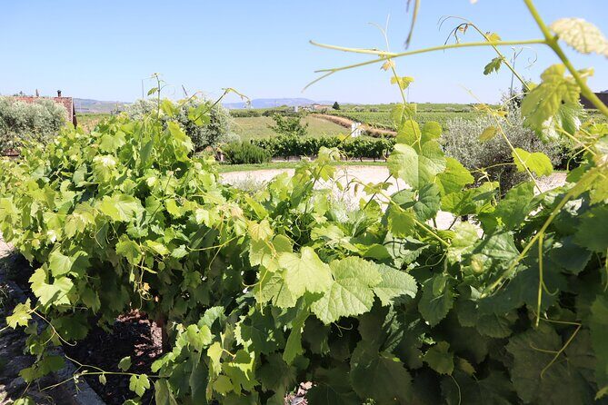 Genuine Douro Valley Tour: Visit 2 Wineries, Lunch & River Cruise - Timing and pacing: a full day that can tire you out