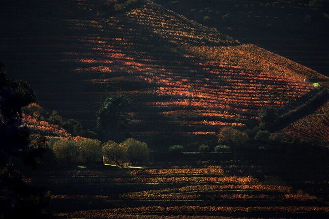 Lunch and Wine Tasting in the Douro Valley Region - Key highlights you can actually plan around