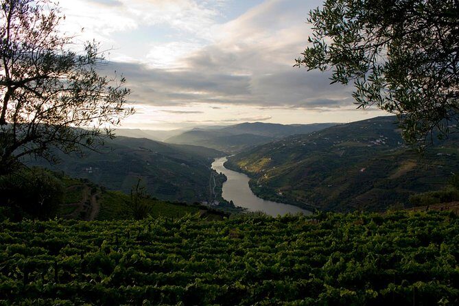 Porto: Day Trip to Douro including lunch and Rivercruise - Winery and Port culture: learning the process with a tasting built in