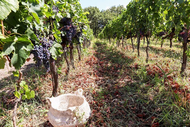 Porto: Douro Valley, 2 Wine Regions, Sommelier, Boat Trip & Lunch - Pinhao Lunch and DOC Pairing, Then a 1-Hour Boat Cruise