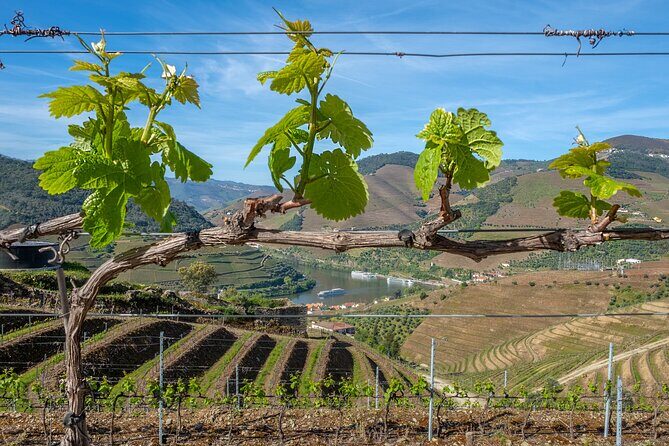 Porto: Douro Valley, 2 Wine Regions, Sommelier, Boat Trip & Lunch - Price and Logistics: Is $135.16 Good Value for This Day?
