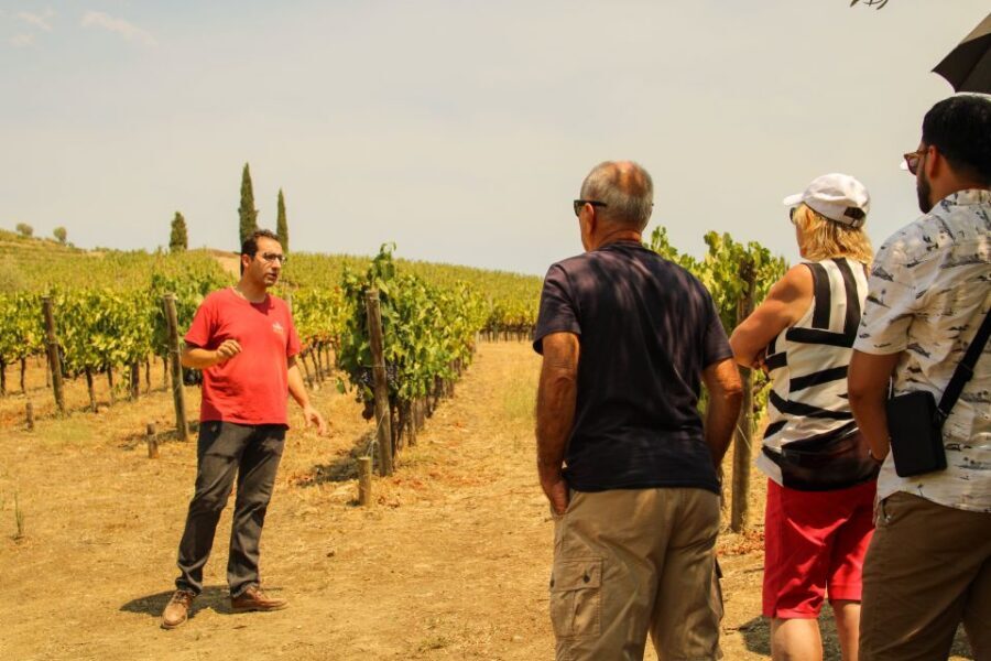 Porto: Douro Valley History & Wine Tour with Cruise & Lunch - Key highlights worth your attention