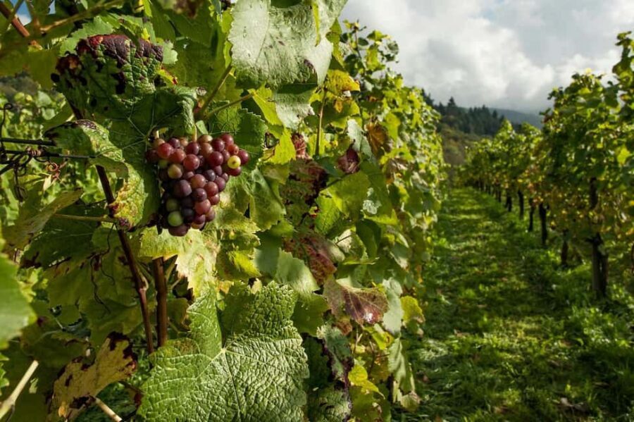 Porto: Douro Valley Tour at 2 Wineries with Lunch and Cruise - What you actually taste: Port, DOC Douro, and the food pairings