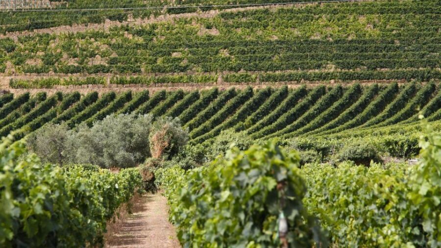 Porto: Douro Valley Tour at 2 Wineries with Lunch and Cruise - The drive between stops: how long, how it feels