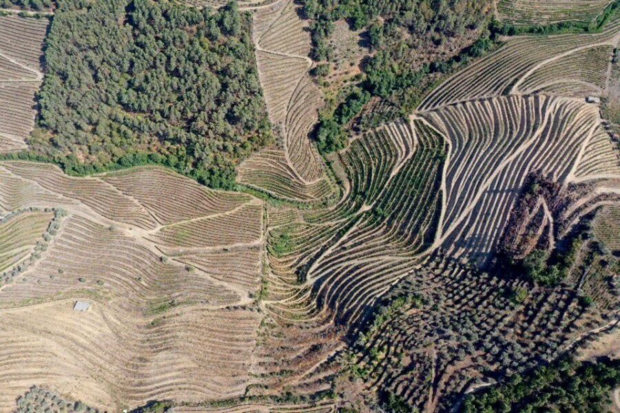 Porto: Douro Valley Tour w/ 3 Tastings, Lunch, & Opt. Cruise - The first flavor stop: almonds, bread, honey, and early wine pairing