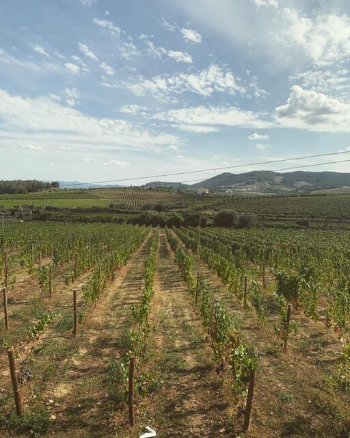 Porto: Douro Valley Tour w/ 3 Tastings, Lunch, & Opt. Cruise - Olive Oil Museum tasting: the Portugal detour that makes sense