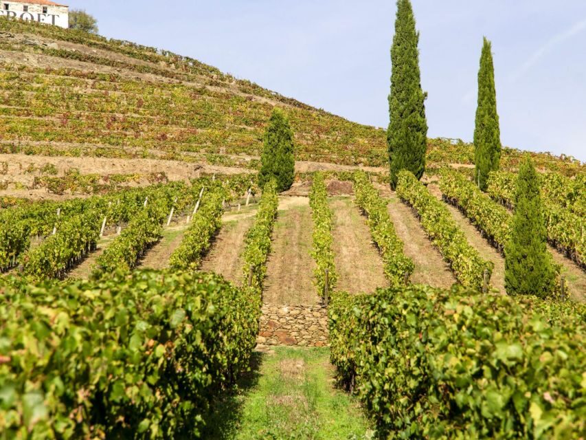 Porto: Douro Valley Tour with 3 vineyards and lunch. - Pinhão tasting time: one hour where you learn by tasting