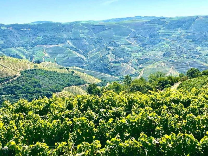 Porto: Douro Valley Tour with 3 Wineries and Lunch - What the tastings teach you (and how not to overwhelm your palate)