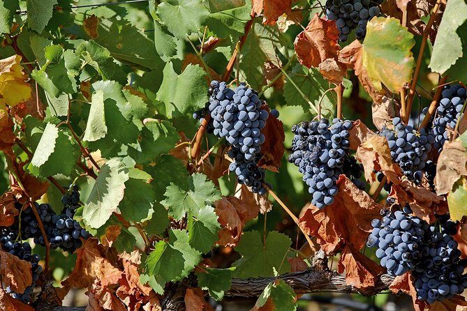 Porto: Douro Valley Wine Tour Including Lunch - The scenic drive along National Road 222 and viewpoint stops