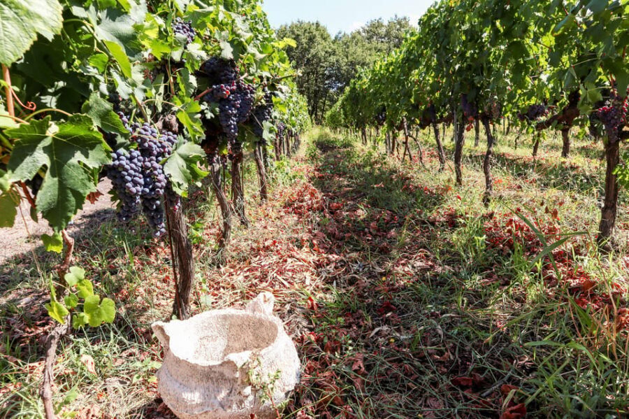 Porto: Douro Valley Wine Tour with a Sommelier & Boat Trip - What $127 gets you: value math for wine lovers
