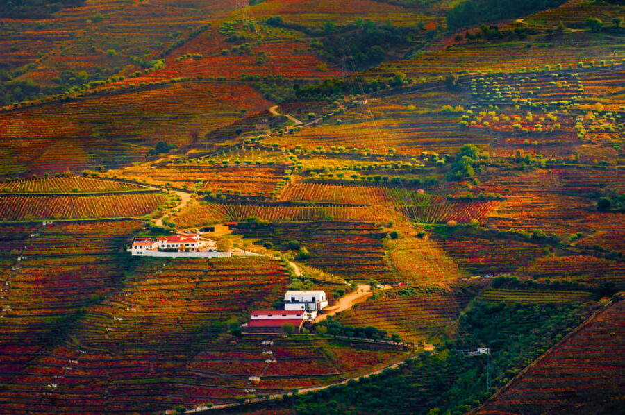 Porto: Douro Valley Wine Tour with a Sommelier & Boat Trip - Should you book it?