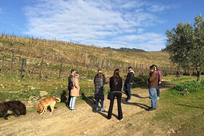 Premium Douro Valley Small-Group Tour, Wine Tasting, Lunch & Boat - Quinta do Panascal: Port Wine Tasting with Vineyard Context