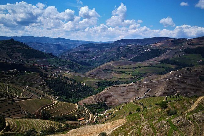 Premium Private Douro Tour: 3 Wineries with Tastings & Lunch - Quinta Seara d’Ordens: DOC, Port, olive oil, and that riverside driving feeling