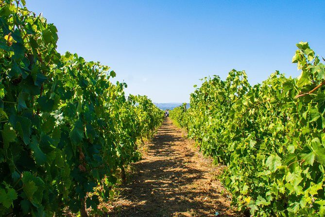 Premium Private Douro Tour: 3 Wineries with Tastings & Lunch - Pinhão viewpoint, tiled railway station, and lunch that actually satisfies